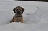 Cão meio triste com a neve em estrada próxima à Susanville, na Sierra Nevada, Califórnoa, nos Estados Unidos